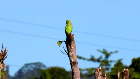 Parrot Video stock 257730932