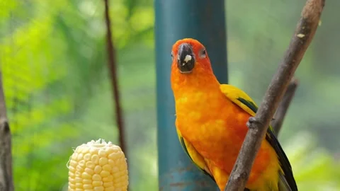 Parrot Stock Footage 305622877