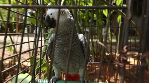 PARROT Stock Footage 306688723
