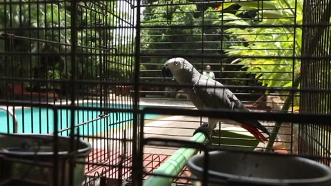 PARROT Stock Footage 306688758