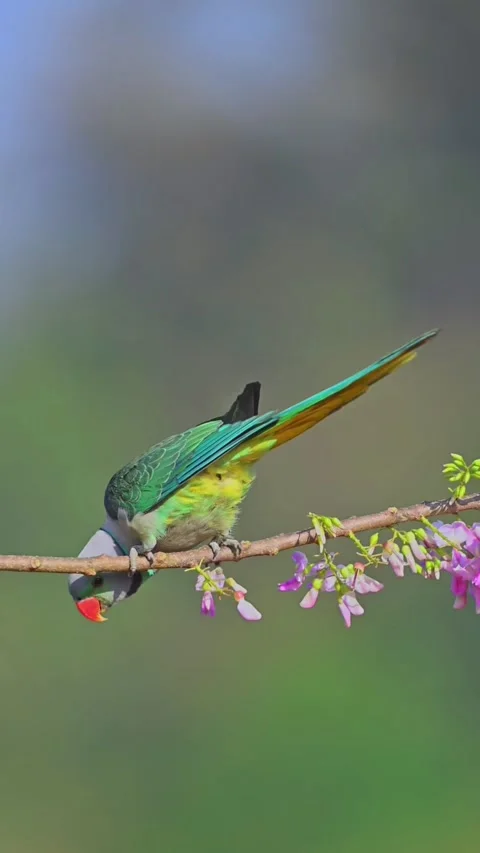 Parrot 스톡 동영상 332268400