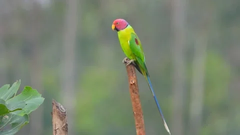 Parrot in forest MP4 4k .. Stock Footage 141964217