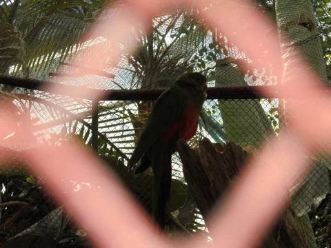 Parrot framed through cage opening at Flora Olomouc aviary Stock Photos
