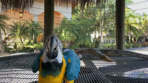 Parrot in front of the camera, bird Stock Footage 141482256