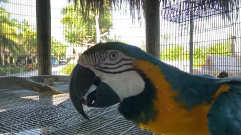 Parrot in front of the camera, lovely pet bird Stock Footage 141231289