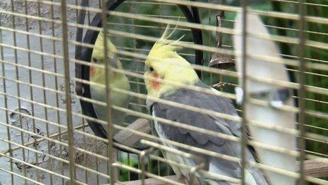 Parrot in front of the mirror. Stock Footage 121019138