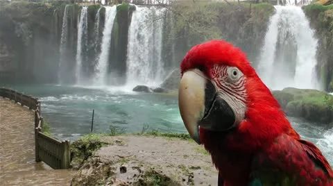 Parrot in front of the waterfall Stock Footage 22030246