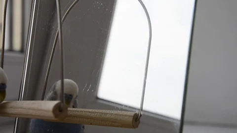 Parrot games and fun. Stock Footage 125523072