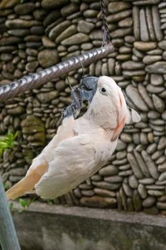 Parrot at the garden Stock Photos