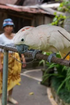 Parrot at the garden Stock Photos