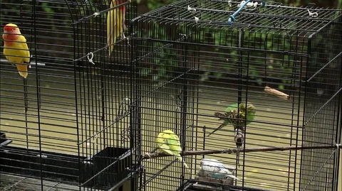 Parrot, Gardens of Suzhou Video stock 107593907