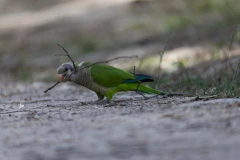 Parrot Gathering Nesting Materials Stock Photos