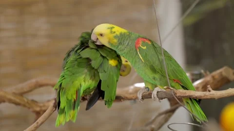 Parrot getting cleaned by another parrot Video stock 253442259