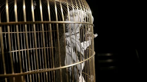 Parrot in a golden cage Stock Footage 82281389