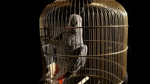 Parrot in a golden cage Stock Footage 82281479