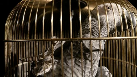 Parrot in a golden cage Stock Footage 82281587