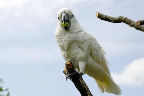 Parrot with grape Stock Photos