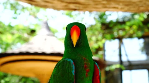 Parrot green Stock Footage 60213653