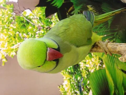 Parrot green. Stock Photos