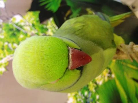 Parrot green. Stock Photos