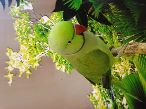 Parrot green. Foto stock