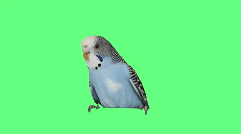 Parrot on a green screen, close-up Stock Footage 65411164