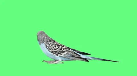 Parrot on a green screen, side view Stock Footage 65411170