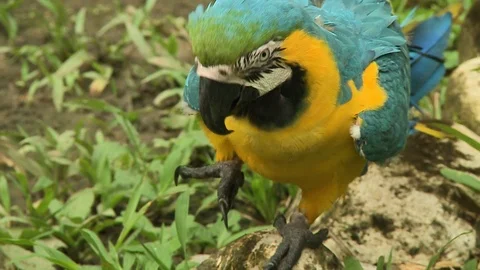 Parrot On Ground Stock Footage 109200979