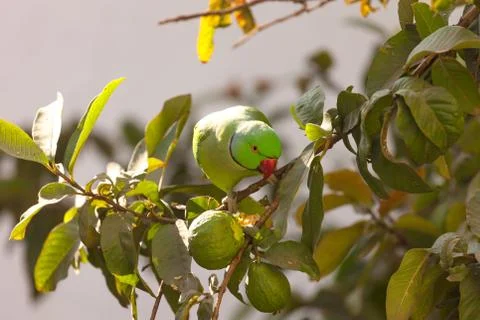 Parrot on a guava tree Foto stock