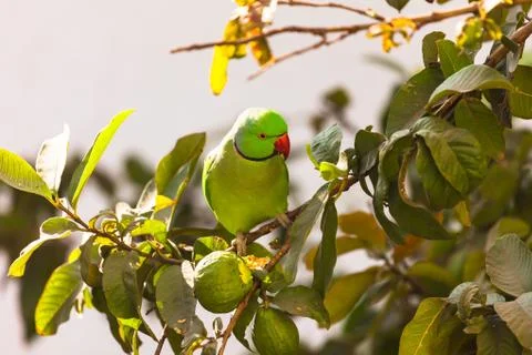 Parrot on a guava tree Foto stock