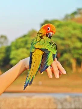 Parrot on hand Stock Photos