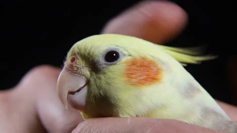 Parrot in the hands of a man, a yellow bird Stock Footage 131445895