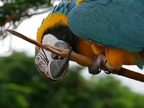 Parrot with head upside down with beak biting a tree branch 写真素材