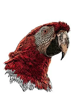 Parrot head vector illustration Stock Illustration