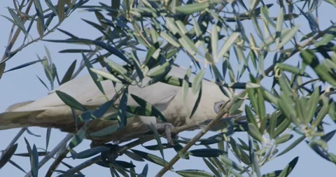 Parrot Hidden On Tree Leaves, 8Kp4 Video stock 333550965