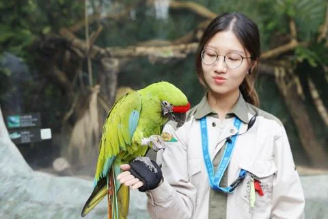 Parrot holding on hand during training course Stock Photos