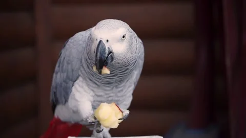 Parrot holds an apple and eats it Stock Footage 168288476