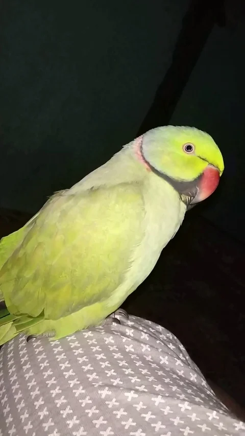 Parrot at home Video stock 125928978