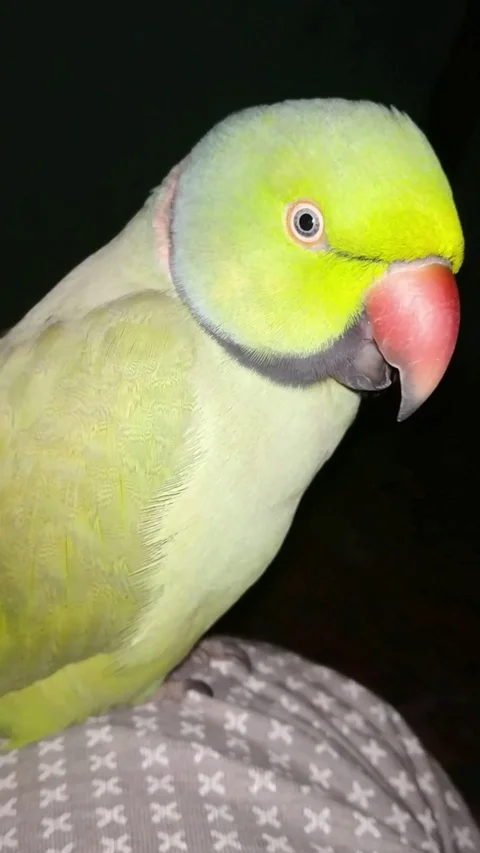 Parrot at home Video stock 125929057