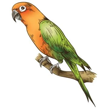 Parrot icon isolated Stock Illustration