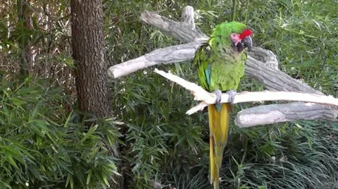 Parrot II Stock Footage 20504910