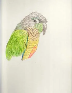Parrot Stockillustratie