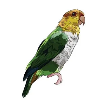 Parrot 스톡 일러스트