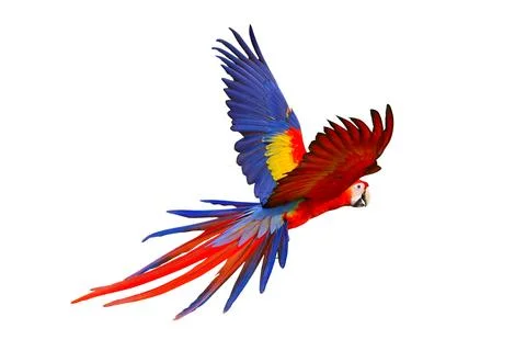 Parrot Illustrazione stock