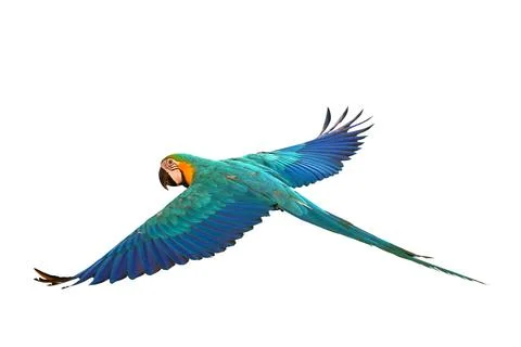 Parrot Stock Illustration