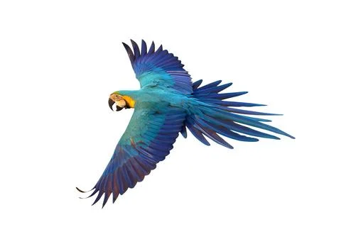 Parrot Stock Illustration