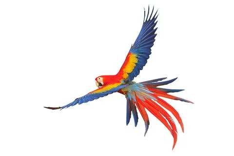 Parrot Stock Illustration