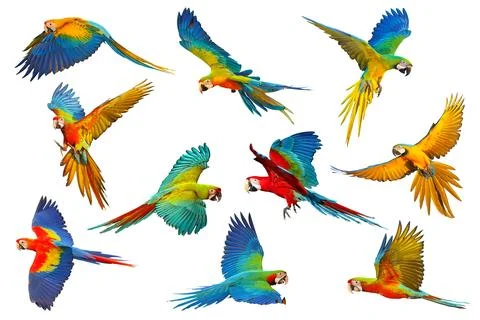 Parrot Stockillustratie