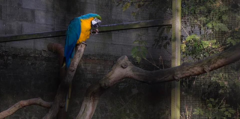 Parrot inside Cage Stock Photos
