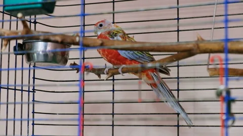 Parrot inside cage. Red and blue bird in the cage 스톡 동영상 86804472